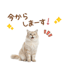 敬語のサイベリアンスタンプ（個別スタンプ：34）