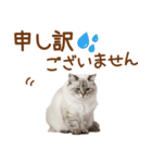敬語のサイベリアンスタンプ（個別スタンプ：36）