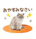 敬語のサイベリアンスタンプ（個別スタンプ：38）