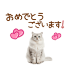 敬語のサイベリアンスタンプ（個別スタンプ：39）