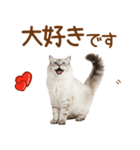 敬語のサイベリアンスタンプ（個別スタンプ：40）