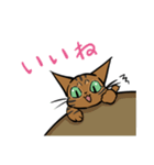 猫のあおいさん（ベンガル Ver.）（個別スタンプ：3）