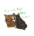 猫のあおいさん（ベンガル Ver.）（個別スタンプ：13）
