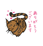 猫のあおいさん（ベンガル Ver.）（個別スタンプ：25）
