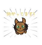 猫のあおいさん（ベンガル Ver.）（個別スタンプ：35）