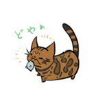 猫のあおいさん（ベンガル Ver.）（個別スタンプ：38）