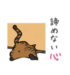 猫のあおいさん（ベンガル Ver.）（個別スタンプ：40）