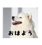 サモエド犬の夏休み（個別スタンプ：1）