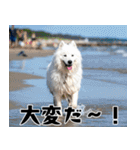 サモエド犬の夏休み（個別スタンプ：3）