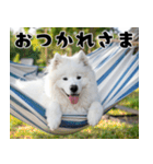 サモエド犬の夏休み（個別スタンプ：4）
