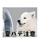 サモエド犬の夏休み（個別スタンプ：5）