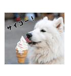 サモエド犬の夏休み（個別スタンプ：6）