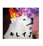 サモエド犬の夏休み（個別スタンプ：7）