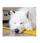 サモエド犬の夏休み（個別スタンプ：8）