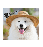 サモエド犬の夏休み（個別スタンプ：9）
