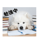 サモエド犬の夏休み（個別スタンプ：10）