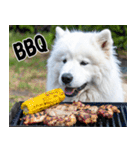 サモエド犬の夏休み（個別スタンプ：11）