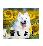 サモエド犬の夏休み（個別スタンプ：12）