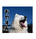 サモエド犬の夏休み（個別スタンプ：13）