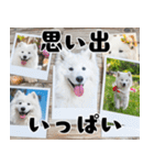 サモエド犬の夏休み（個別スタンプ：14）