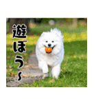 サモエド犬の夏休み（個別スタンプ：15）