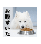 サモエド犬の夏休み（個別スタンプ：16）