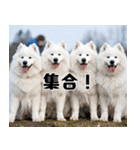 サモエド犬の夏休み（個別スタンプ：18）
