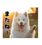 サモエド犬の夏休み（個別スタンプ：19）