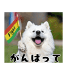 サモエド犬の夏休み（個別スタンプ：20）