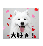 サモエド犬の夏休み（個別スタンプ：21）