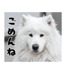 サモエド犬の夏休み（個別スタンプ：22）