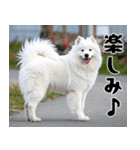 サモエド犬の夏休み（個別スタンプ：23）