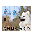 サモエド犬の夏休み（個別スタンプ：24）