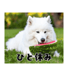 サモエド犬の夏休み（個別スタンプ：25）