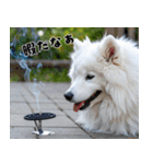 サモエド犬の夏休み（個別スタンプ：26）
