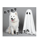 サモエド犬の夏休み（個別スタンプ：27）