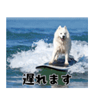 サモエド犬の夏休み（個別スタンプ：28）