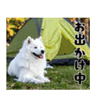 サモエド犬の夏休み（個別スタンプ：29）