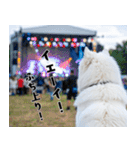 サモエド犬の夏休み（個別スタンプ：30）