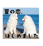 サモエド犬の夏休み（個別スタンプ：31）
