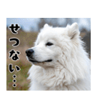 サモエド犬の夏休み（個別スタンプ：32）