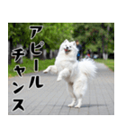 サモエド犬の夏休み（個別スタンプ：33）