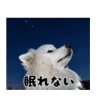 サモエド犬の夏休み（個別スタンプ：34）