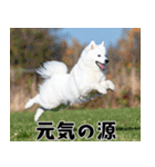 サモエド犬の夏休み（個別スタンプ：35）