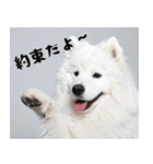 サモエド犬の夏休み（個別スタンプ：36）