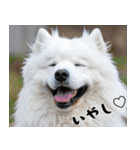 サモエド犬の夏休み（個別スタンプ：37）