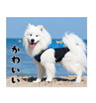 サモエド犬の夏休み（個別スタンプ：39）
