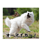 サモエド犬の夏休み（個別スタンプ：40）