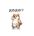 赤ちゃん太っちょ柴犬 おむつ履いてます（個別スタンプ：13）