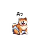 赤ちゃん太っちょ柴犬 おむつ履いてます（個別スタンプ：21）